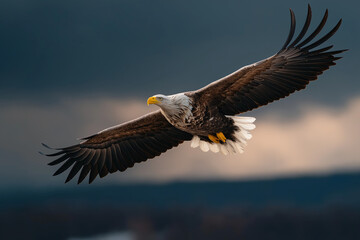 Obraz premium Majestic eagle soaring high with spread wings, symbol of power and freedom