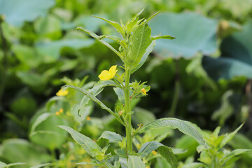 Close-up of yellow flower blooming on healthy green plant in garden