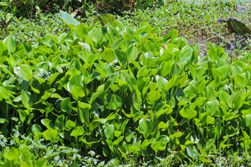Hyacinth bean plant leaves and vines spreading across garden area in farm