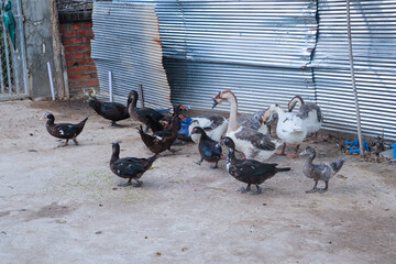 Flock of Muscovy ducks gathered near farm shelter in rural countryside