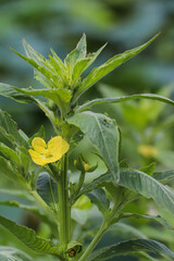 Tall plant with yellow flowers blooming among green leaves in farm field