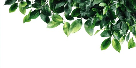 Fototapeta premium Fresh green leaves cascading over a white background (1)