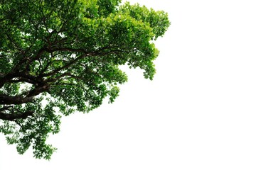 Obraz premium Lush green tree branches and leaves against a white background