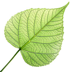 Obraz premium Ai generated image of detailed closeup of a vibrant green leaf with intricate vein structure, isolated on transparent background