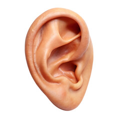 Naklejka premium Human ear closeup on black background for medical or anatomy purposes