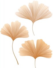Delicate, light beige Ginkgo leaves, subtly detailed, arranged in a loose cluster against a white background.  The leaves exhibit a feathery, fan-like structure with soft, flowing lines