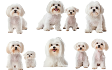 Adorable Maltese Dogs in Various on white background,png