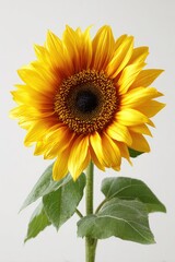 Obraz premium Close-up of a single sunflower against a plain white background. Bright yellow petals surround a dark brown center. Green leaves are visible at the stem
