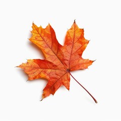 Fototapeta premium Autumn maple leaf, vibrant orange-red, isolated on white