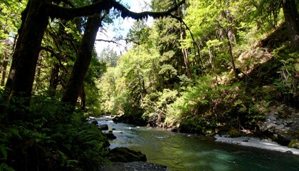 Lush forest stream with dappled sunlight.