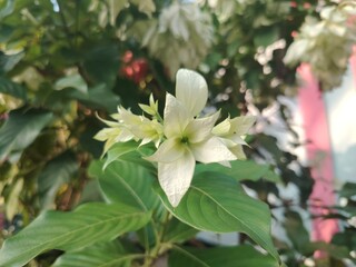 Elegant White Mussaenda Flower Blossoming in Natural Light A Captivating Botanical Garden Specimen Close Up View