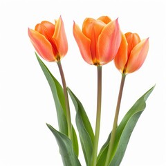 Naklejka premium Three vibrant orange-red tulips, close-up, on a white background