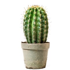 A vibrant, oval-shaped cactus in a speckled, light-gray pot,  isolated against a pure white background.  The cactus is a deep green with numerous small spines.  Earthy soil is visible in the pot