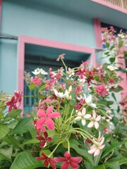 Rangoon Creeper Blooms Against a Blue and Pink Building Exterior Bright and Colorful Floral Display in a Residential Setting