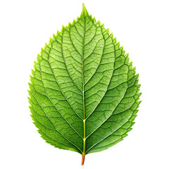 Obraz premium green leaf isolated
