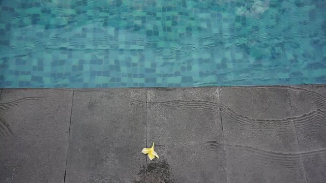 Plumeria flowers float in a row at the edge of swimming pool with blue clear water background. Moving water in the swimming pool of hotel.