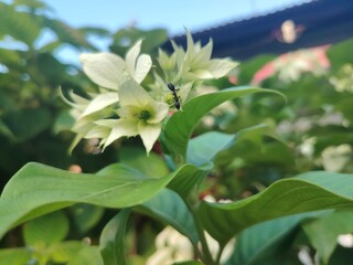 Ant Crawling on Delicate White Flower with Green Leaves and Blue Sky Beauty of Nature Macro Shot