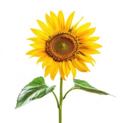 Obraz premium Single sunflower against white background (2)