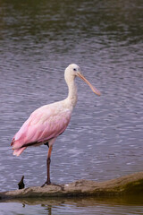 Standing Roseate spoonbill