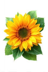 Obraz premium Vibrant sunflower with lush leaves against a white background