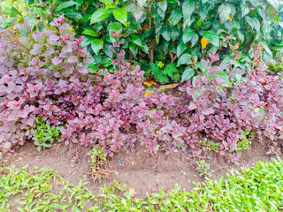 Beautiful Iresine herbstii plant with purple foliage.