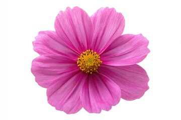 Vibrant pink cosmos flower, close-up
