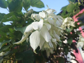 Delicate white mussaenda flowers bloom against a backdrop of green leaves in natural sunlight...