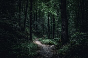 Obraz premium Mysterious Forest Path At Night