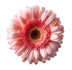 Close-up of a single, vibrant pink gerbera daisy (1)
