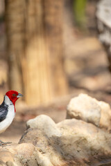 The northeastern cardinal, also known as the prairie rooster, prairie rooster, red-headed cardinal or simply cardinal, is a passerine bird of the family Thraupidae, genus Paroaria