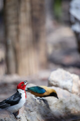 The northeastern cardinal, also known as the prairie rooster, prairie rooster, red-headed cardinal or simply cardinal, is a passerine bird of the family Thraupidae, genus Paroaria