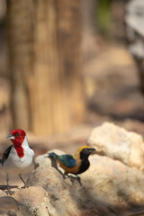 The northeastern cardinal, also known as the prairie rooster, prairie rooster, red-headed cardinal or simply cardinal, is a passerine bird of the family Thraupidae, genus Paroaria
