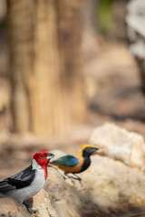 The northeastern cardinal, also known as the prairie rooster, prairie rooster, red-headed cardinal or simply cardinal, is a passerine bird of the family Thraupidae, genus Paroaria