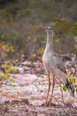 Seriemas are the only living members of the bird family Cariamidae, which is also the only surviving lineage of the order Cariamiformes.