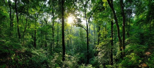 Obraz premium Lush green forest canopy with sunlight filtering through