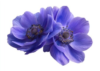 Obraz premium Close-up of two vibrant, purple anemones