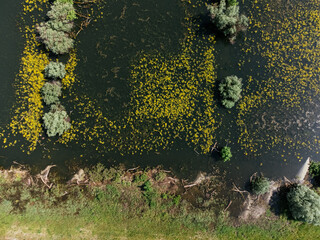 Aerial drone view of Danube floodplain forest near Belgrade in summertime, wetlands and trees alongside river. g.