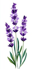 Vibrant purple lavender sprigs against a white backdrop.  Delicate flowers and foliage, stylized illustration