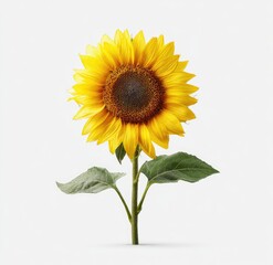 Obraz premium Single sunflower against white (1)