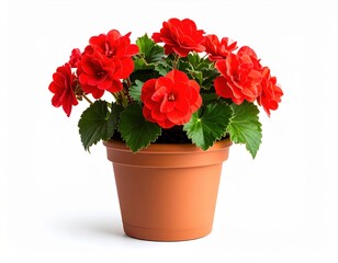 Commercial plant photography of a flowering begonia