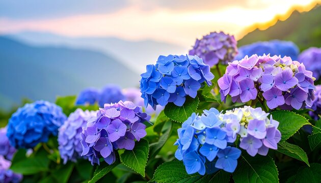 Vibrant purple and blue hydrangea blossoms in a garden setting.