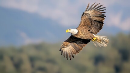 Obraz premium Majestic bald eagle in flight soaring above landscape.
