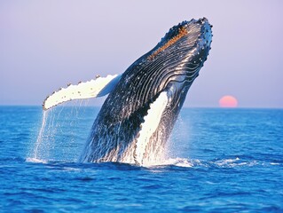 Majestic humpback whale breaching at sunset.