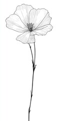 Elegant grayscale drawing of a single poppy flower.  Delicate lines depict the flower's petals and stem, showcasing a soft, artistic style