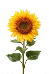 Obraz premium Single sunflower against white