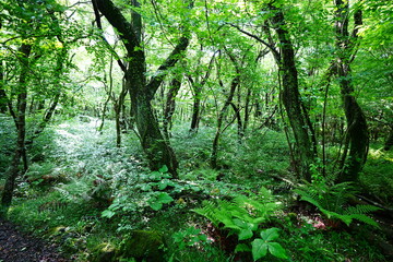 primeval forest in the gleaming sunlight