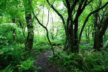 Fototapeta premium shiny spring forest and path in the delightful sunlight