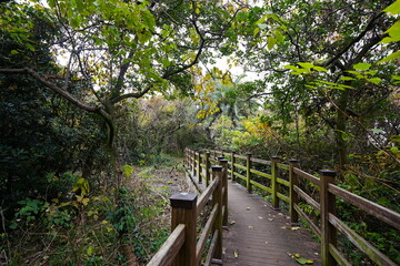 Fototapeta premium wooden bridge in autumn forest