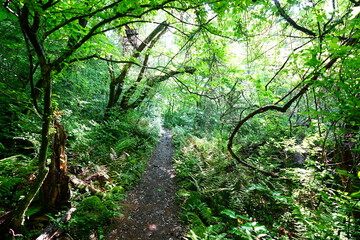 shiny spring forest and path in the delightful sunlight