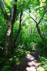 fine spring path through old trees and ferns